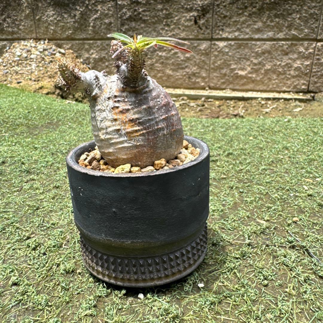 オペルクリカリア グラキリス　spicy gem パキプス　コピアポア 赤肌