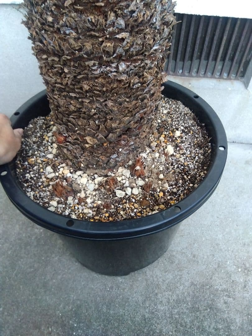 ソテツ　幹幅20センチ❗　①