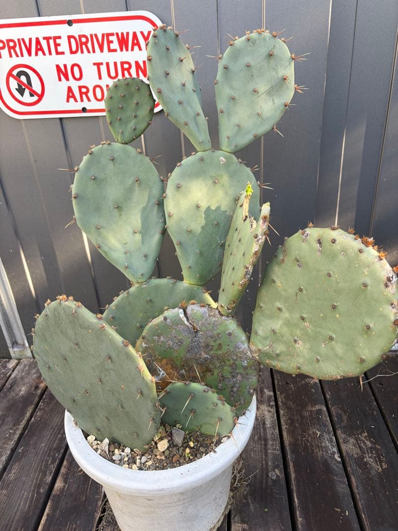 耐寒性強！団扇サボテン　オプンチアのフミフサ群生植え◇南国ユッカ島ドライガーデン