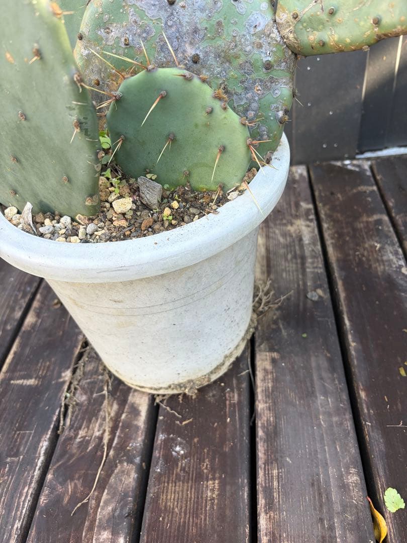 耐寒性強！団扇サボテン　オプンチアのフミフサ群生植え◇南国ユッカ島ドライガーデン