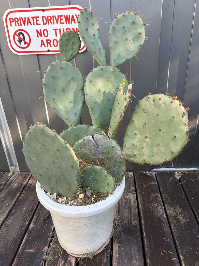 耐寒性強！団扇サボテン　オプンチアのフミフサ群生植え◇南国ユッカ島ドライガーデン