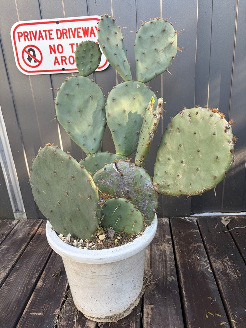 耐寒性強！団扇サボテン　オプンチアのフミフサ群生植え◇南国ユッカ島ドライガーデン