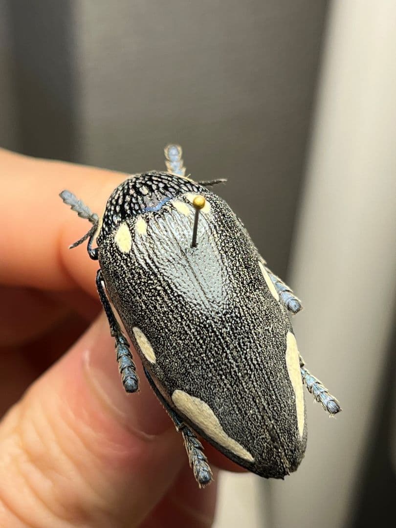 【34mm】タテオビフトタマムシ giant jewel beetle 昆虫標本