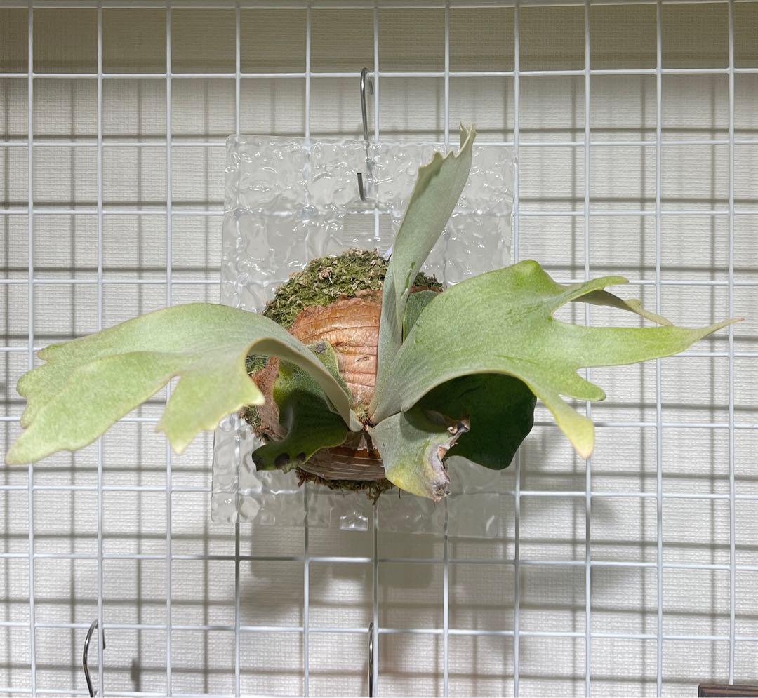 ビカクシダ FWSQ FSQ (selected FW)