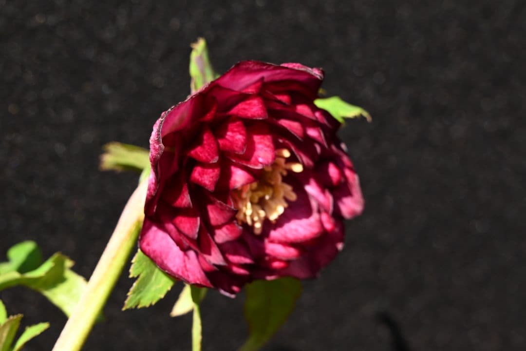 クリスマスローズ　認定シャガールレッド多弁　加藤農園