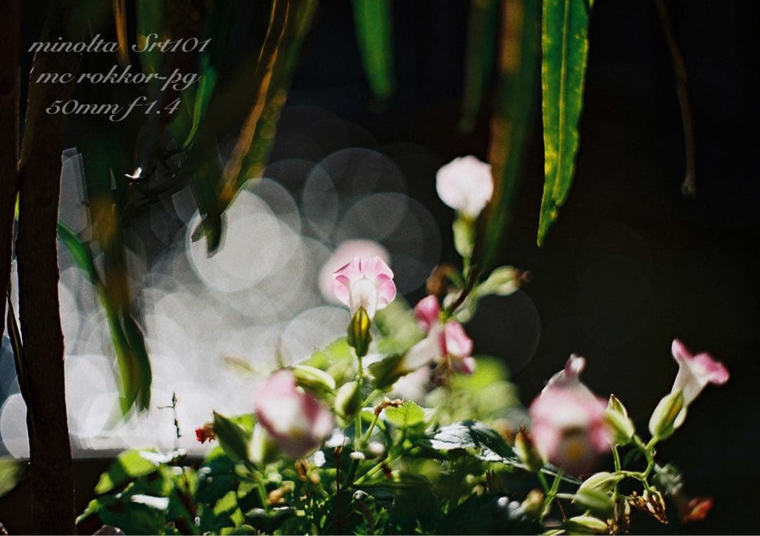 minolta srt101★ロッコールf1.4 ★完動品＊美品＊初期保証付き