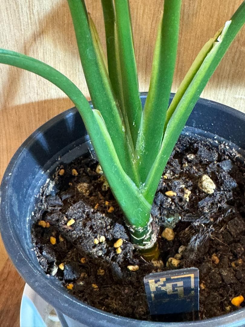 アグラオネマ 二ティドゥーム カーティシー 管理番号0033