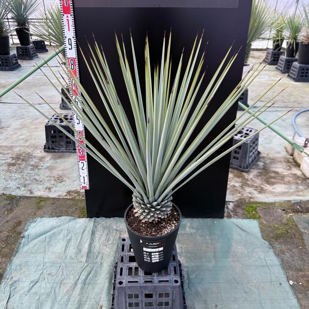 【AL1156】ユッカ　リギダ　24cm鉢