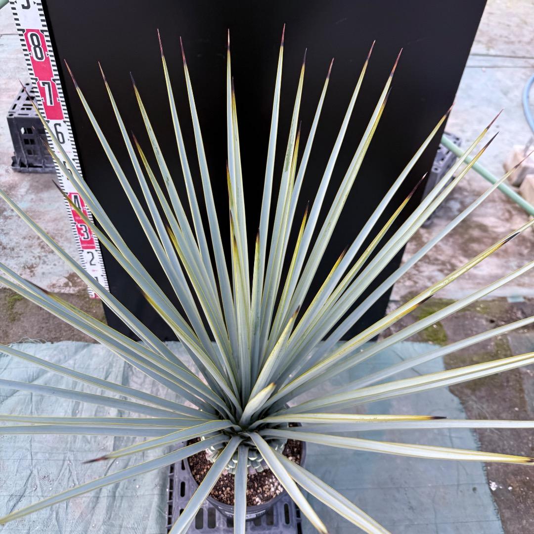 【AL1156】ユッカ　リギダ　24cm鉢