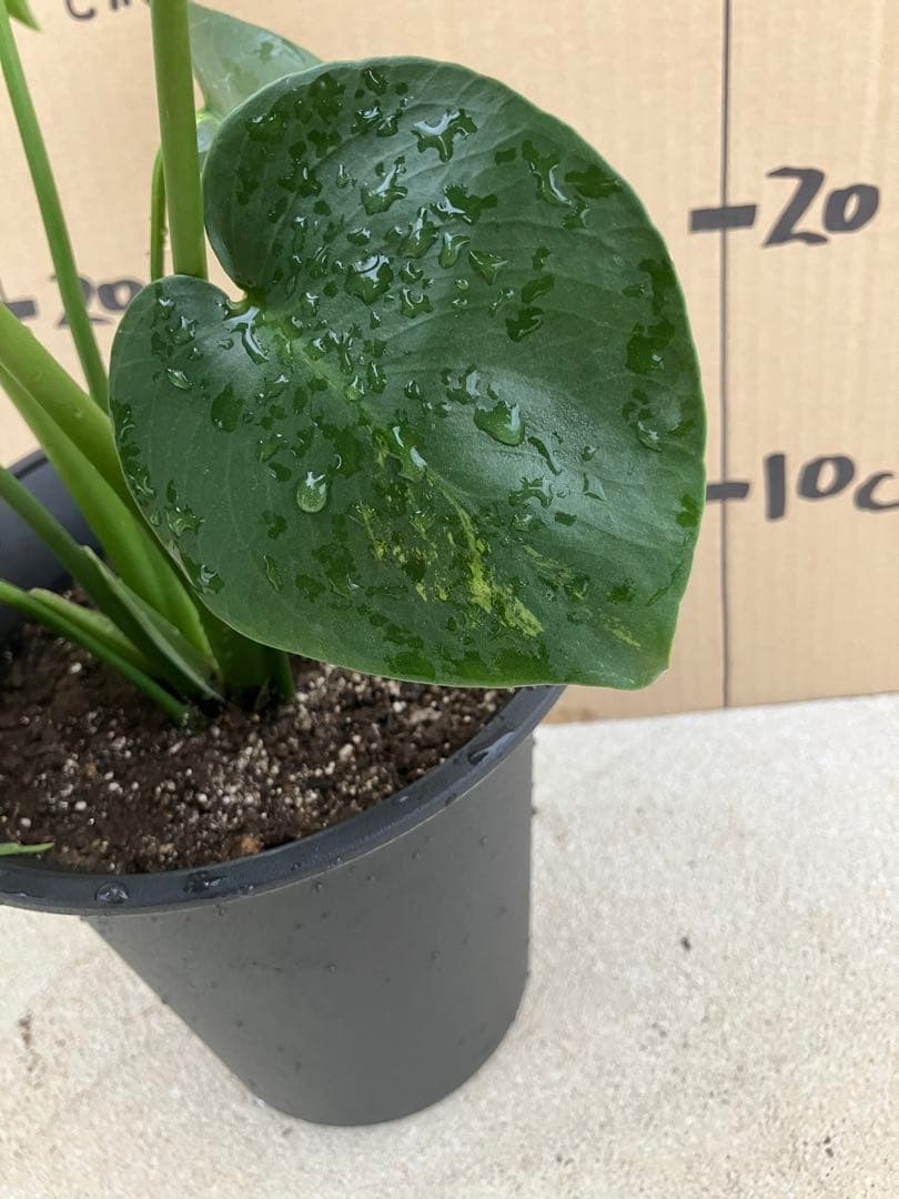 モンステラ　デリシオーサ実生株　斑入り　変異株凸凹葉っぱ　2鉢セット