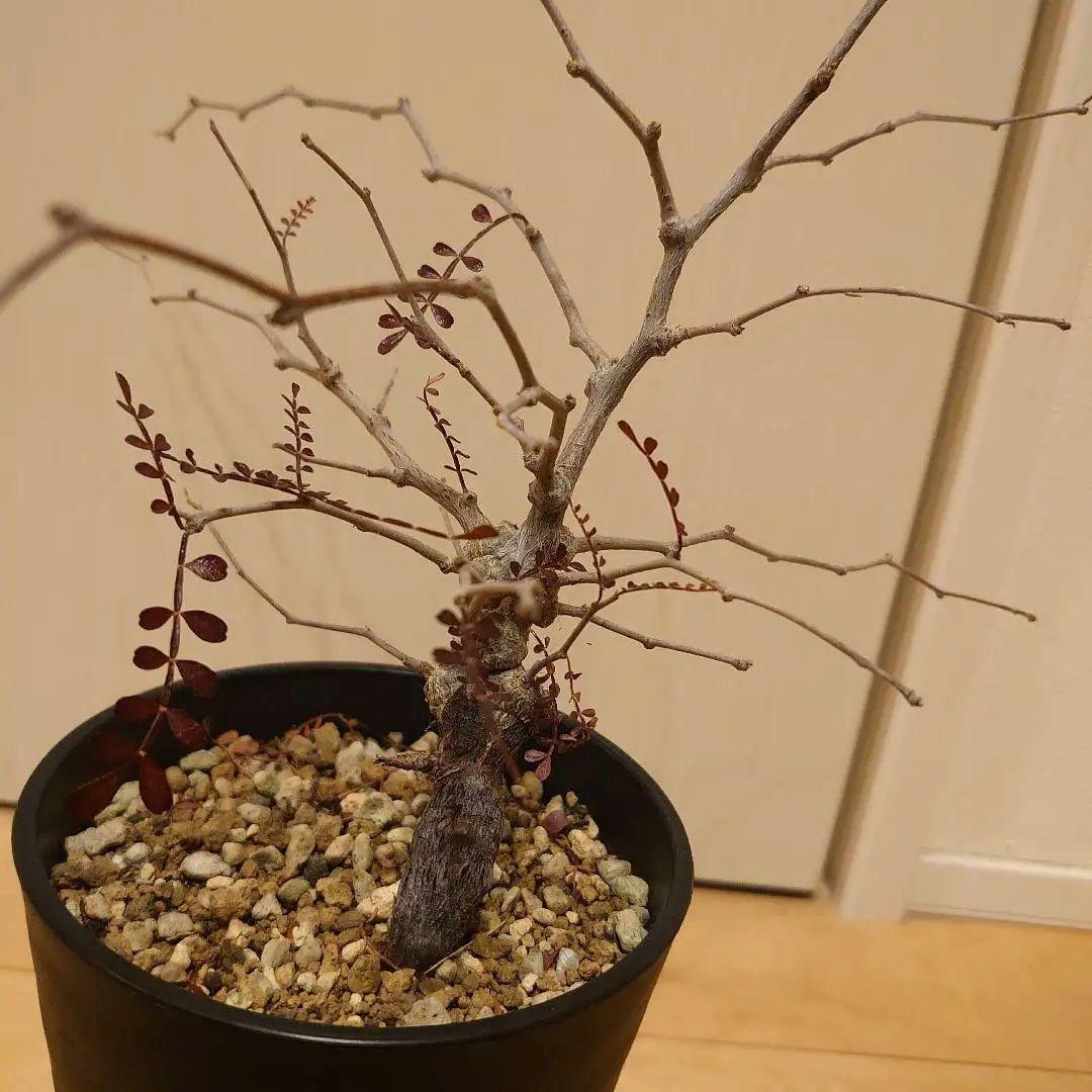 オペルクリカリア　パキプス　根ざし5年