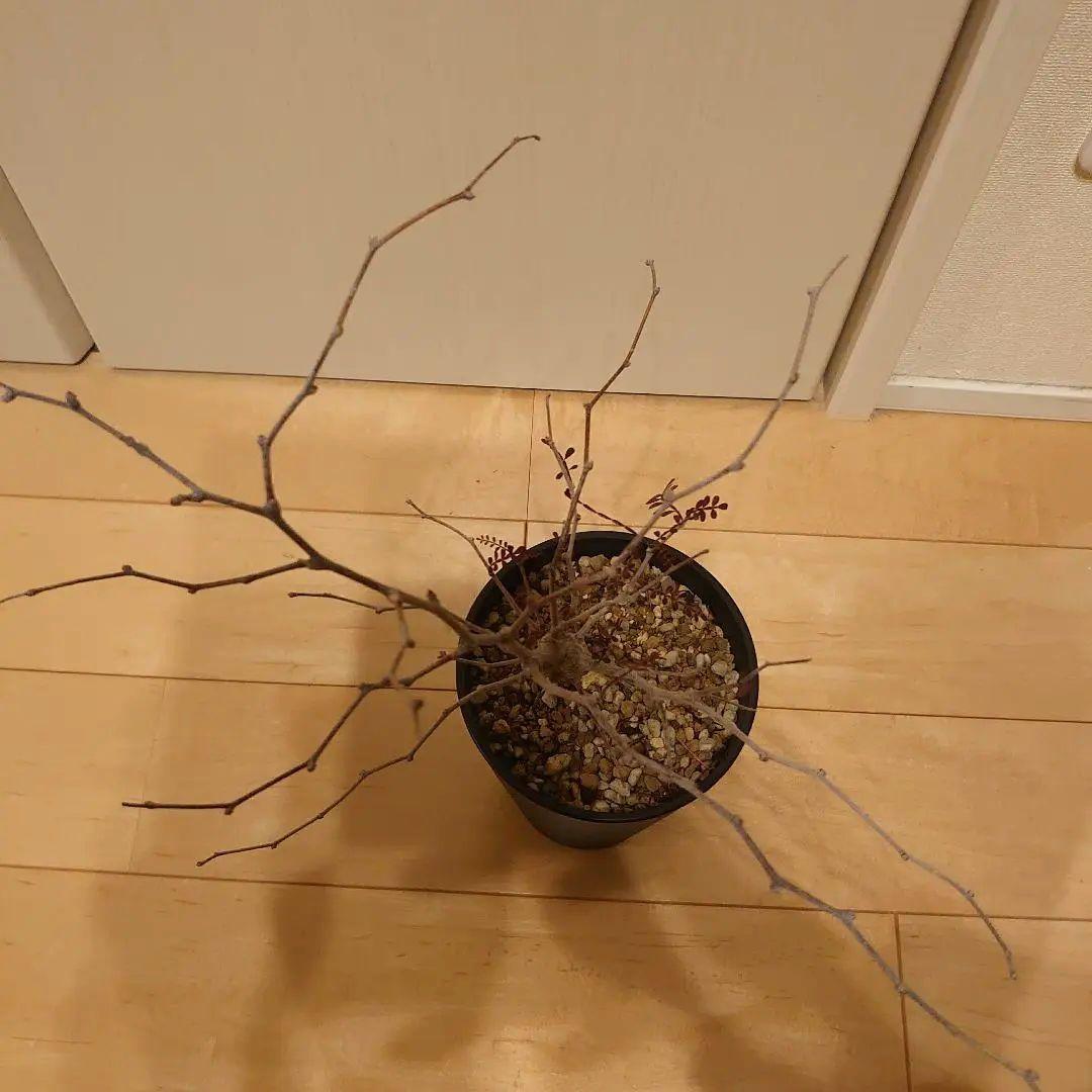 オペルクリカリア　パキプス　根ざし5年