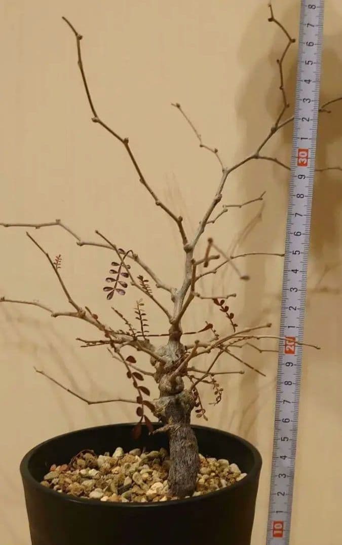 オペルクリカリア　パキプス　根ざし5年