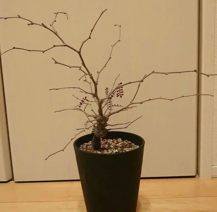 オペルクリカリア　パキプス　根ざし5年