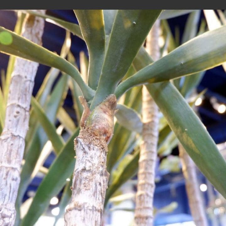 光触媒　人工観葉植物　ウォールグリーン　フェイクグリーン　ユッカツリーgj