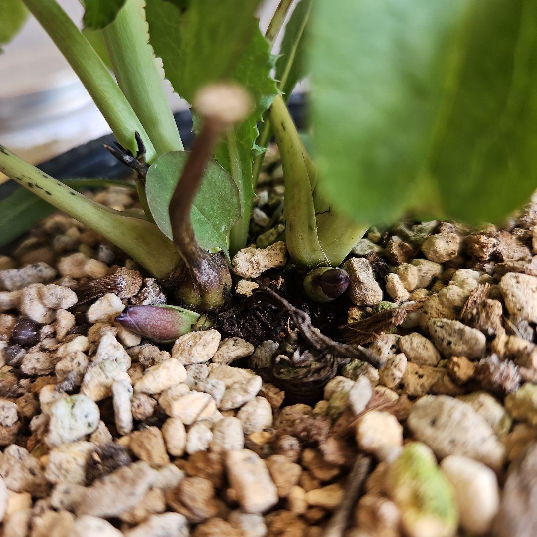 ゆき様ご購入苗㉖-423クリスマスローズ