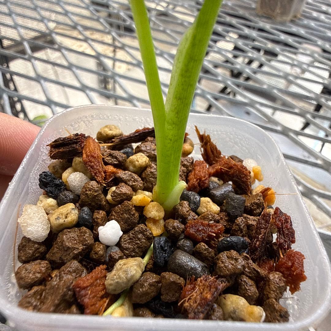 アロカシア ククラータ クリンクル アルボ