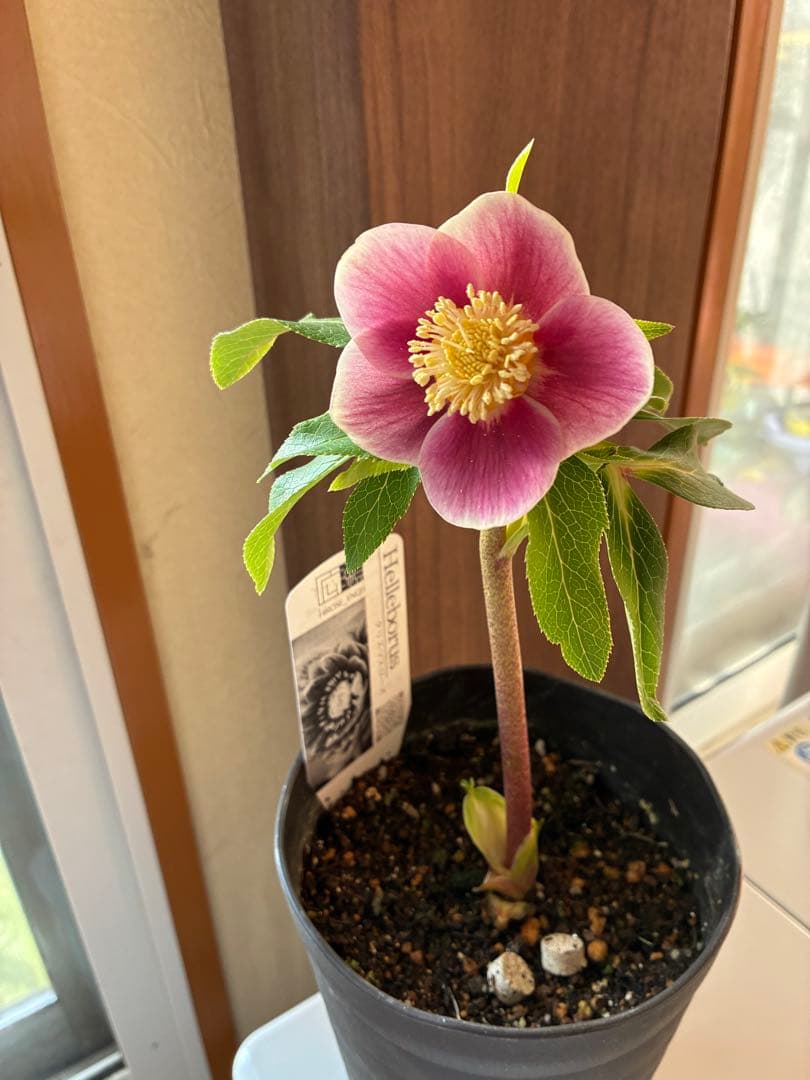 ♡広瀬園芸♡ S Sピンクぼかし　イエローネクタリ ソレイユ系