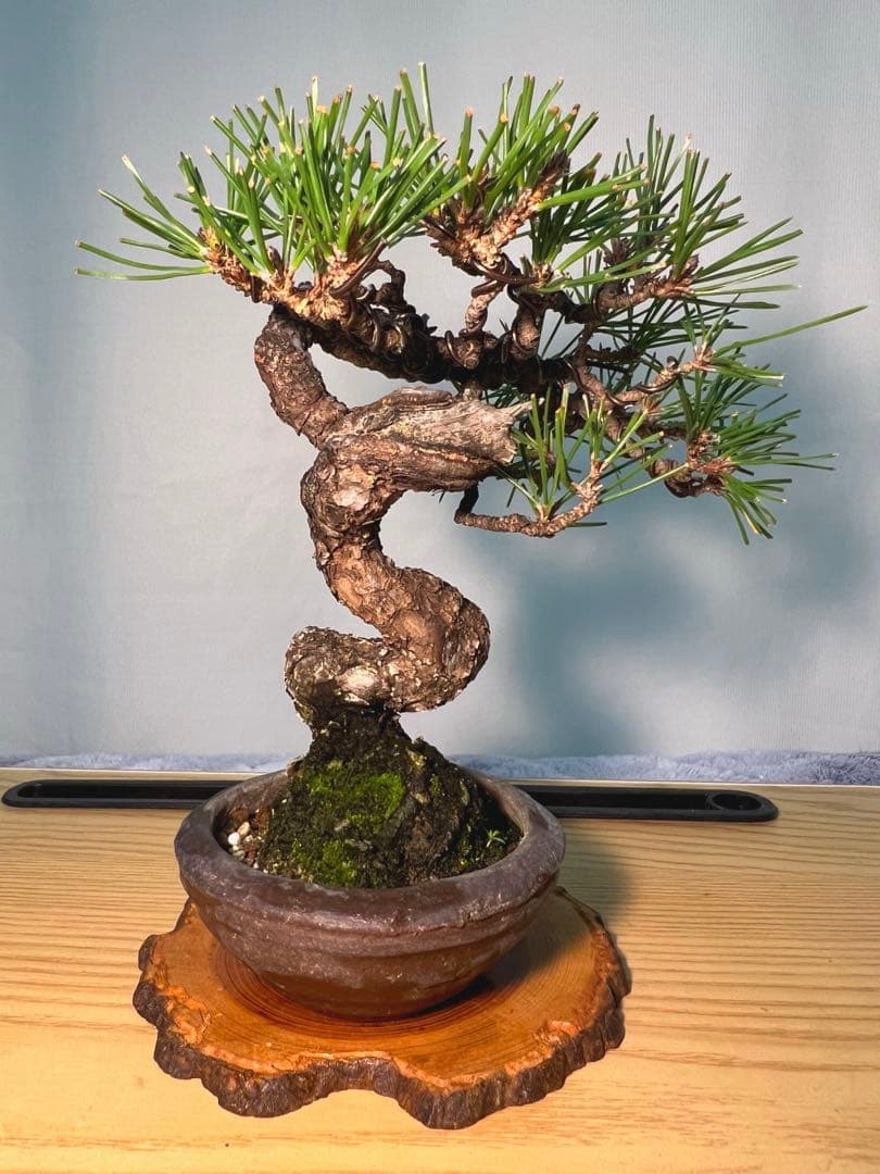 黒松　古木　変わり木