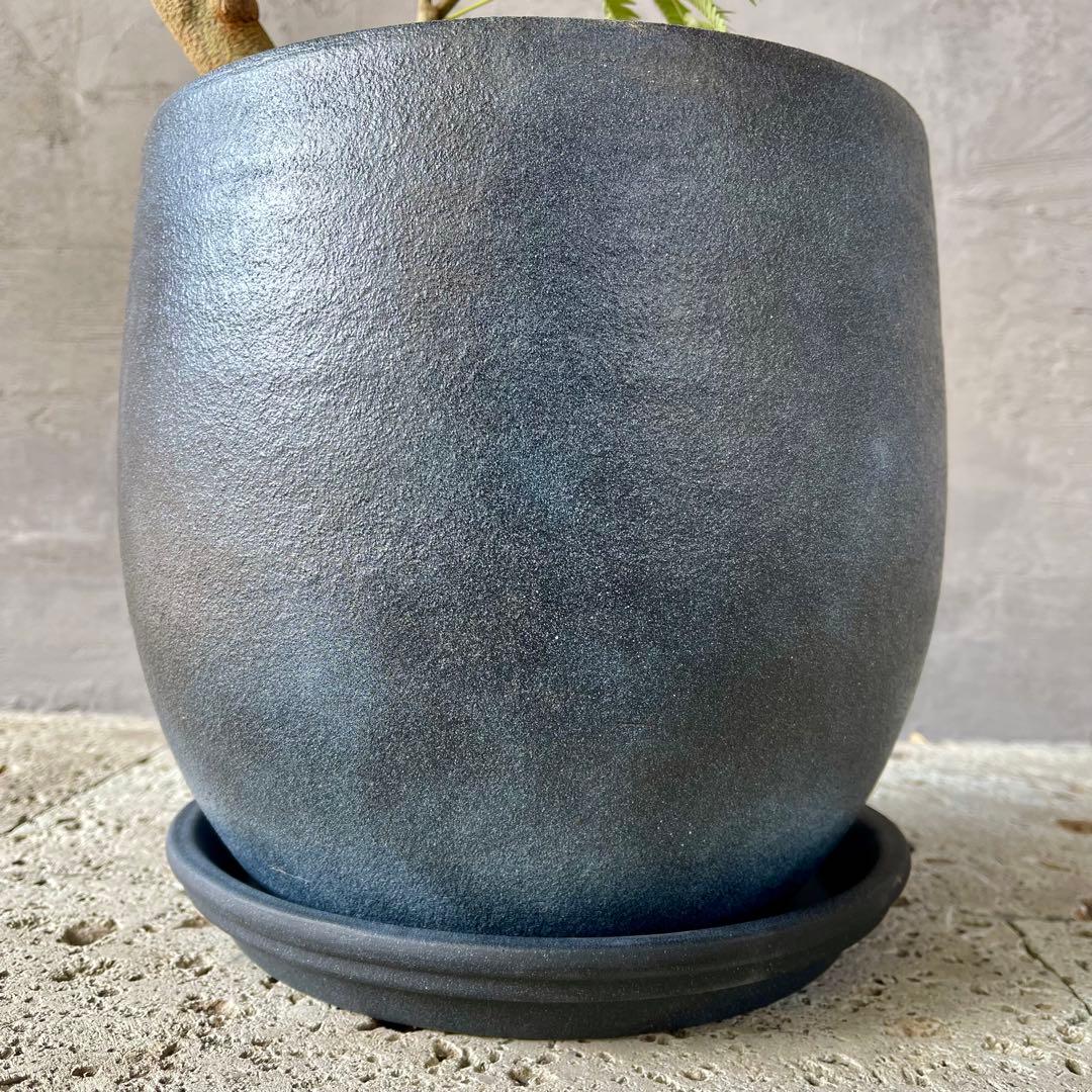 美形　大型　エバーフレッシュ　S字仕立て　10号　バルーン陶器鉢　植え込み発送