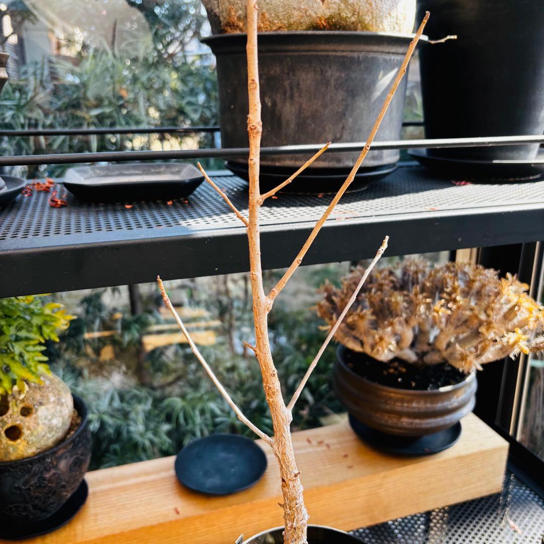 短期間限定超特価！実生 オペルクリカリア ムルチジュガ 希少 塊根 パワータンク