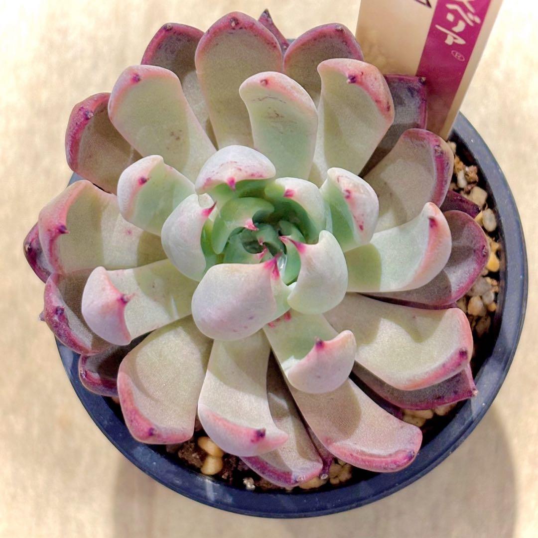 仕*す様 札付き　赤鬼　青鬼　抜き苗セット　多肉植物　エケベリア　ミックスベリア