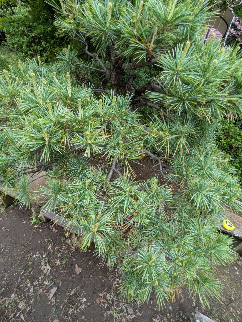 ①盆栽　五葉松　鉢付き 20号　樹齢50年以上　高さ約115センチ　引取限定