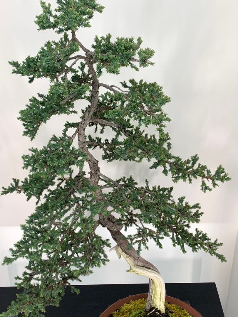 即鑑賞！枝落ちに風情感じる文人ソナレ（検索/赤松　黒松　真柏　シャリ　盆栽）