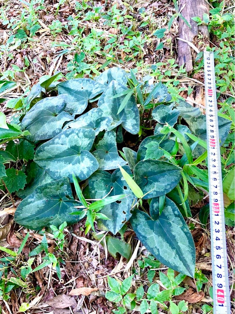天然/野生＊里山自生【カンアオイ/寒葵/斑入り】山野草/東京檜原村産/完全無農薬