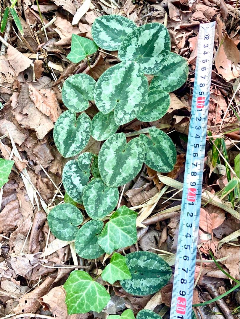 天然/野生＊里山自生【カンアオイ/寒葵/斑入り】山野草/東京檜原村産/完全無農薬