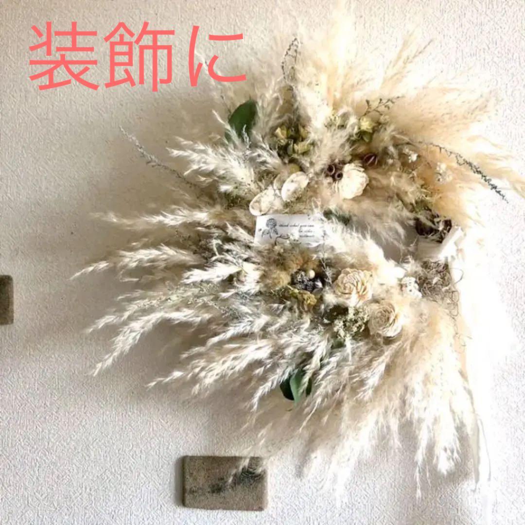 パンパスリース