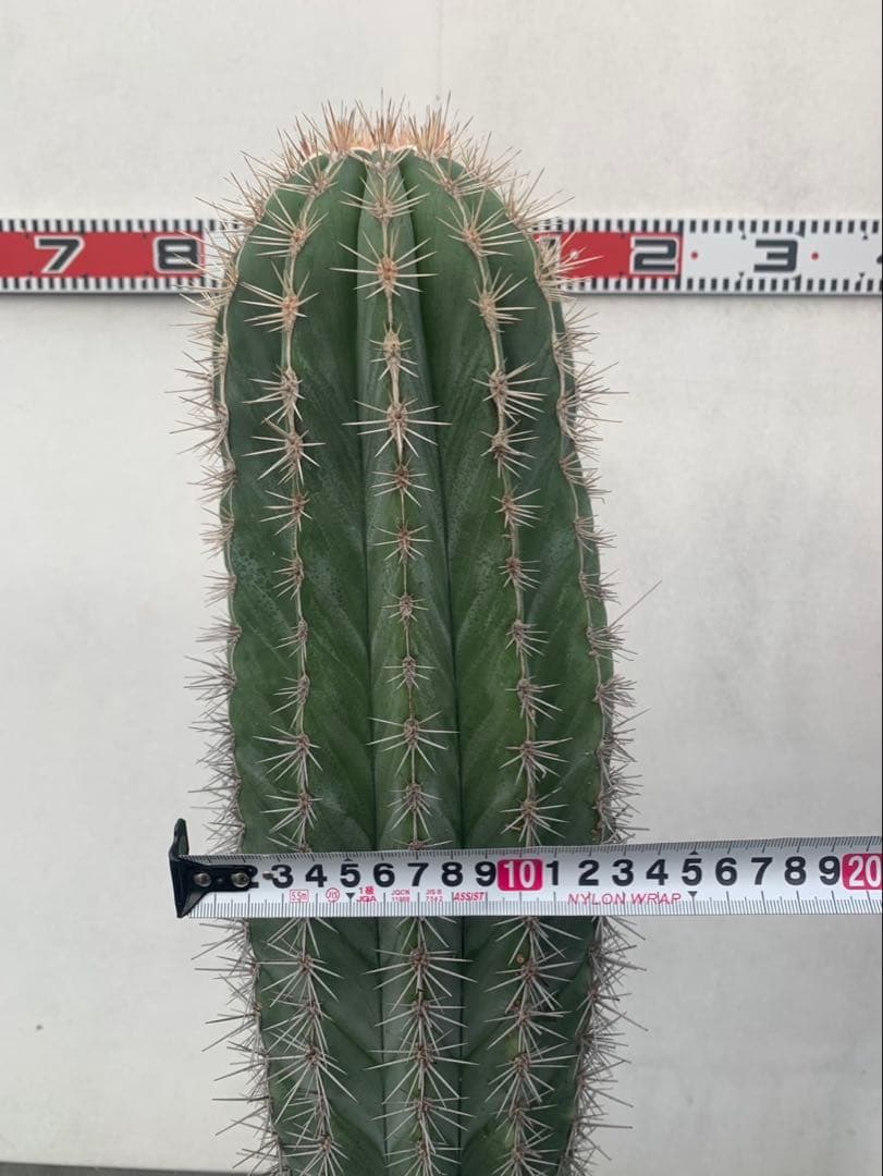 サボテン　武倫柱