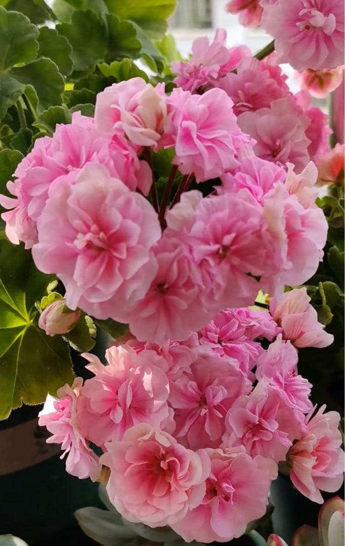 海外人気品種メガミゼラニウム苗