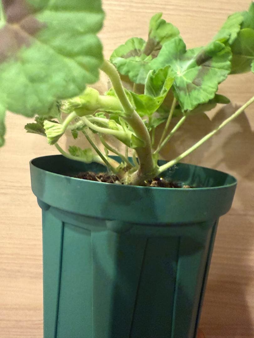 海外人気品種メガミゼラニウム苗