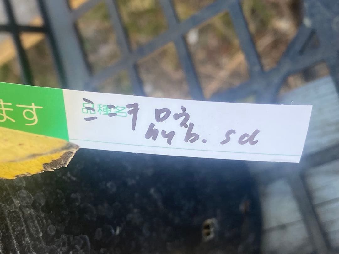 値下不可 クリスマスローズ 蜃気楼hyb.sd大木ナーセリー今年購入開花株