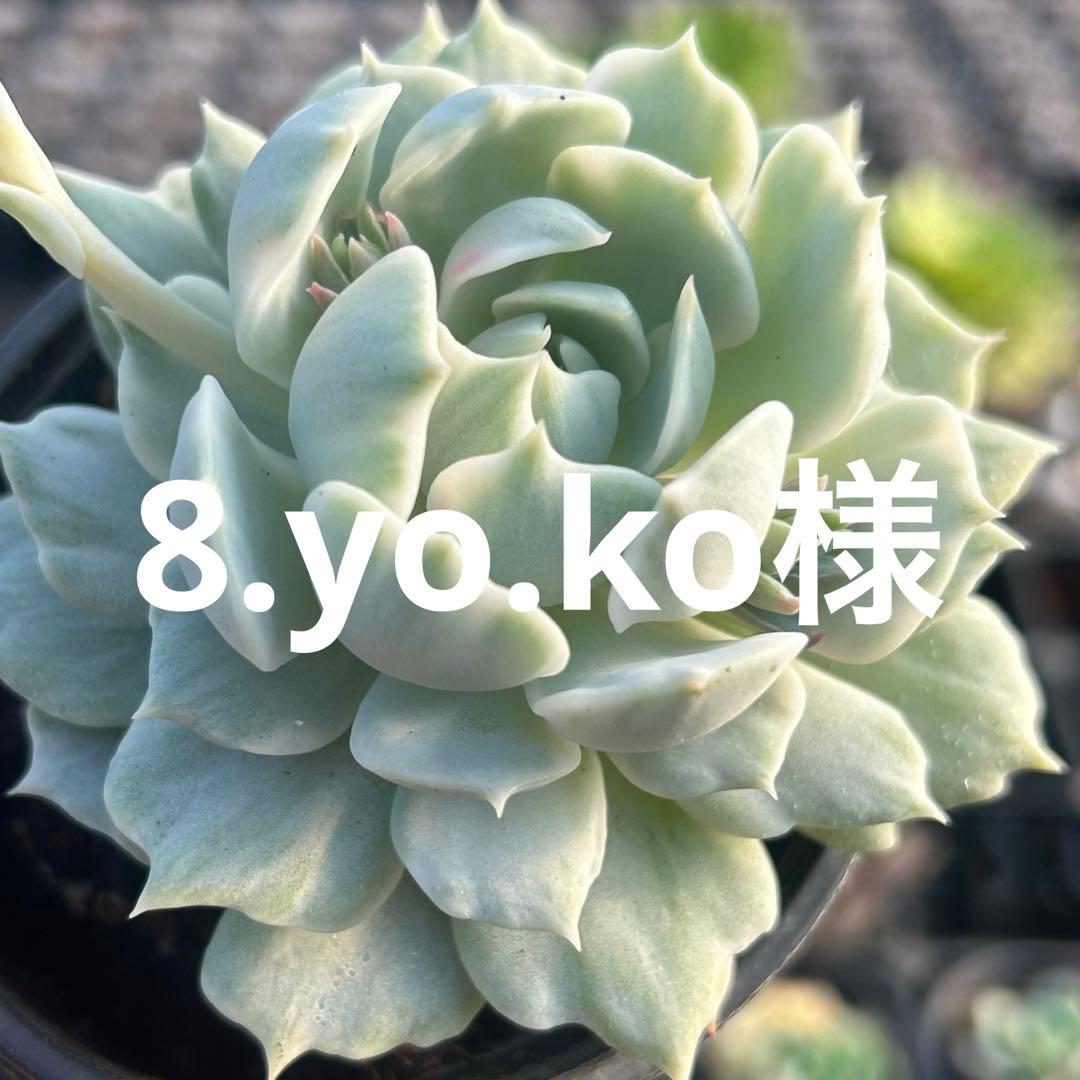 8.yo.ko様