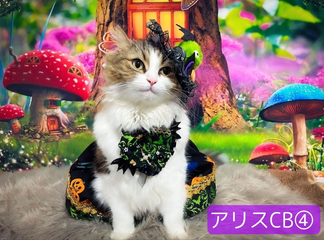 業務用トリミングチョーカー+背景布　ペット撮影用フォトブース　ハロウィン