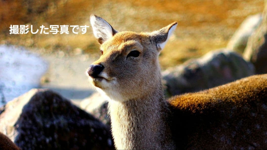 Canon EOSKissX6i レンズキット 魚眼レンズ等、多数オマケ有り