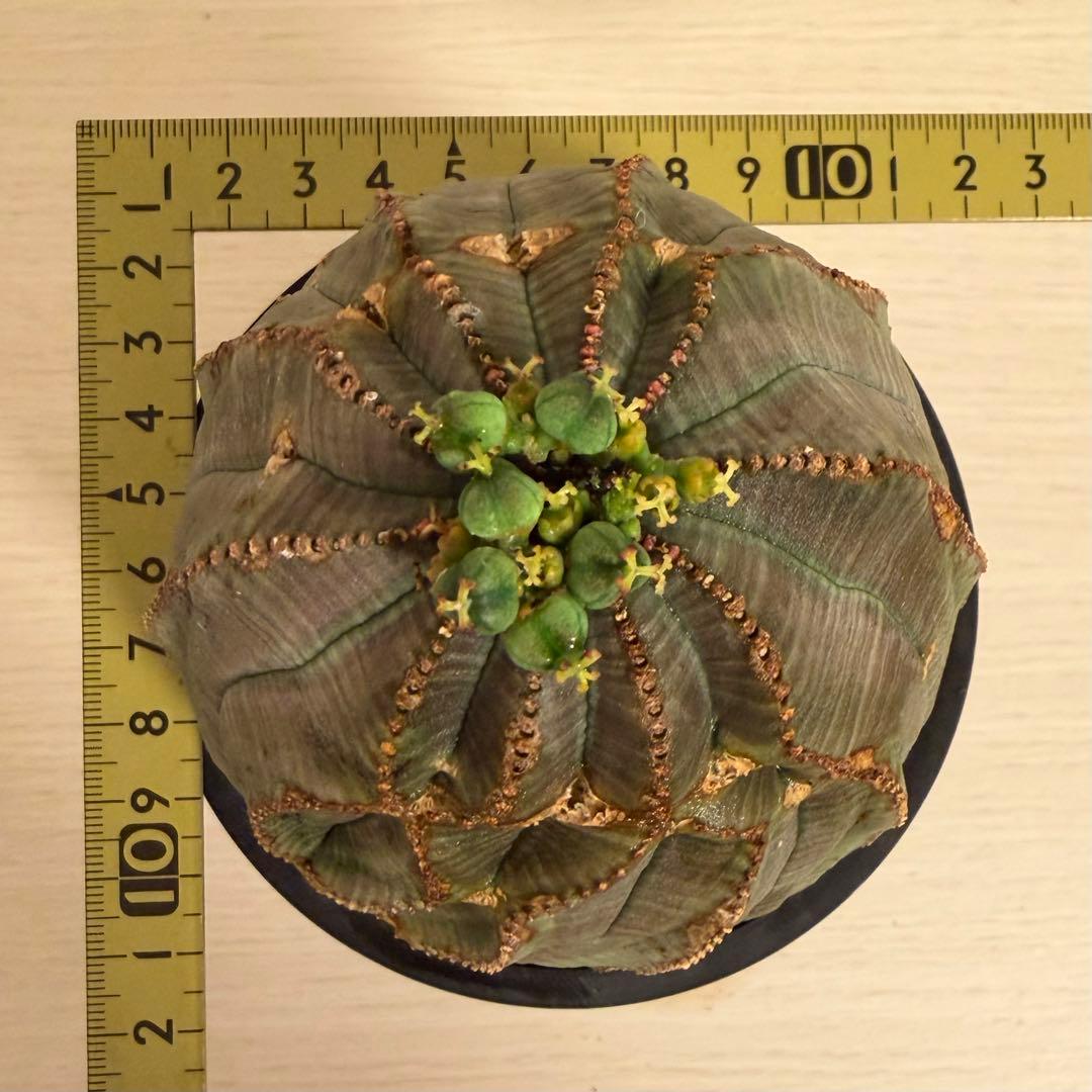 G*N様 ユーフォルビア オベサ キングサイズ モンスト 稜乱れ 特大 鉢植え