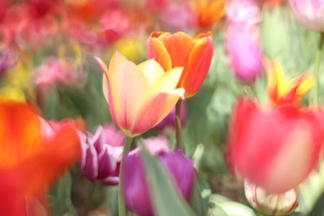 Super Takumar 55mm F1.8 宝石レンズ リングボケ