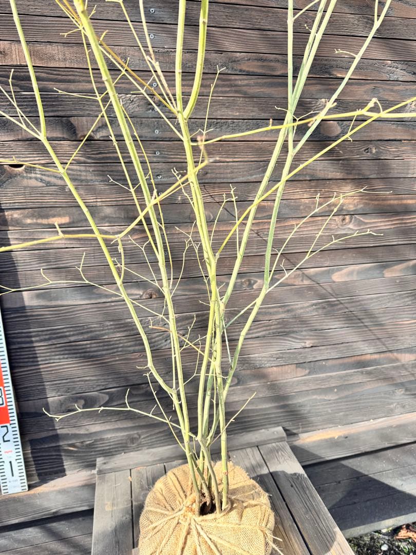 ヤマモミジ/山採り天然木【現品発送】管理70960