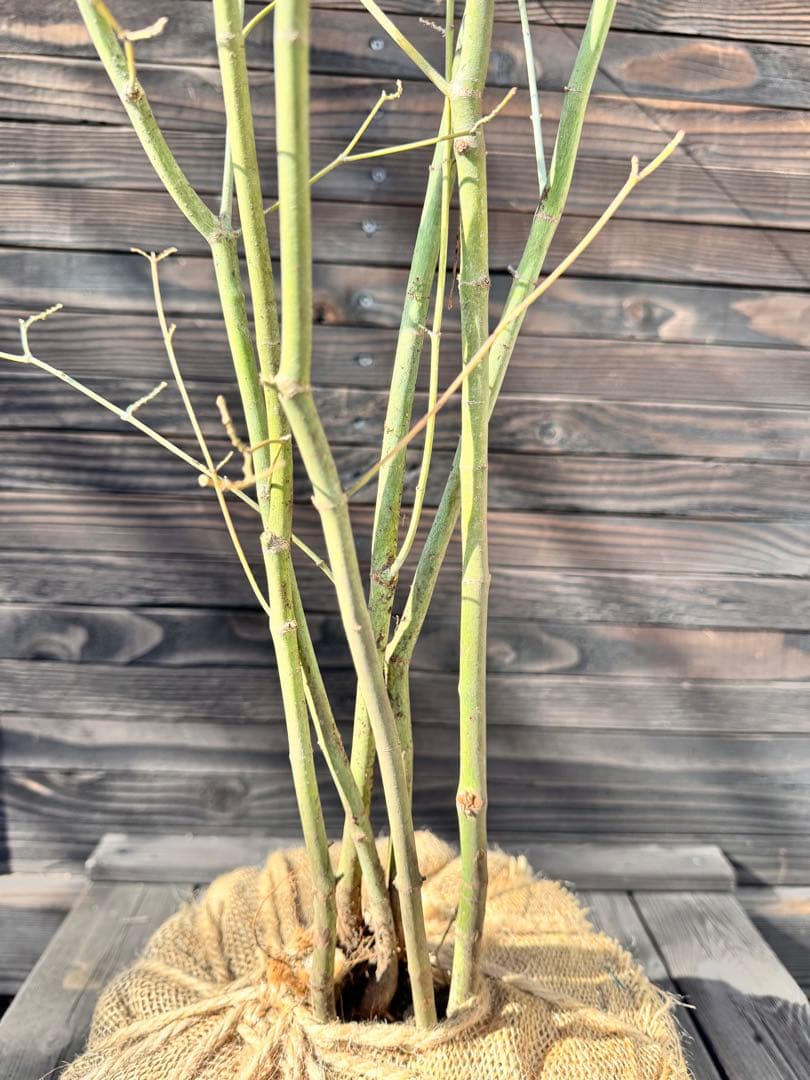 ヤマモミジ/山採り天然木【現品発送】管理70960