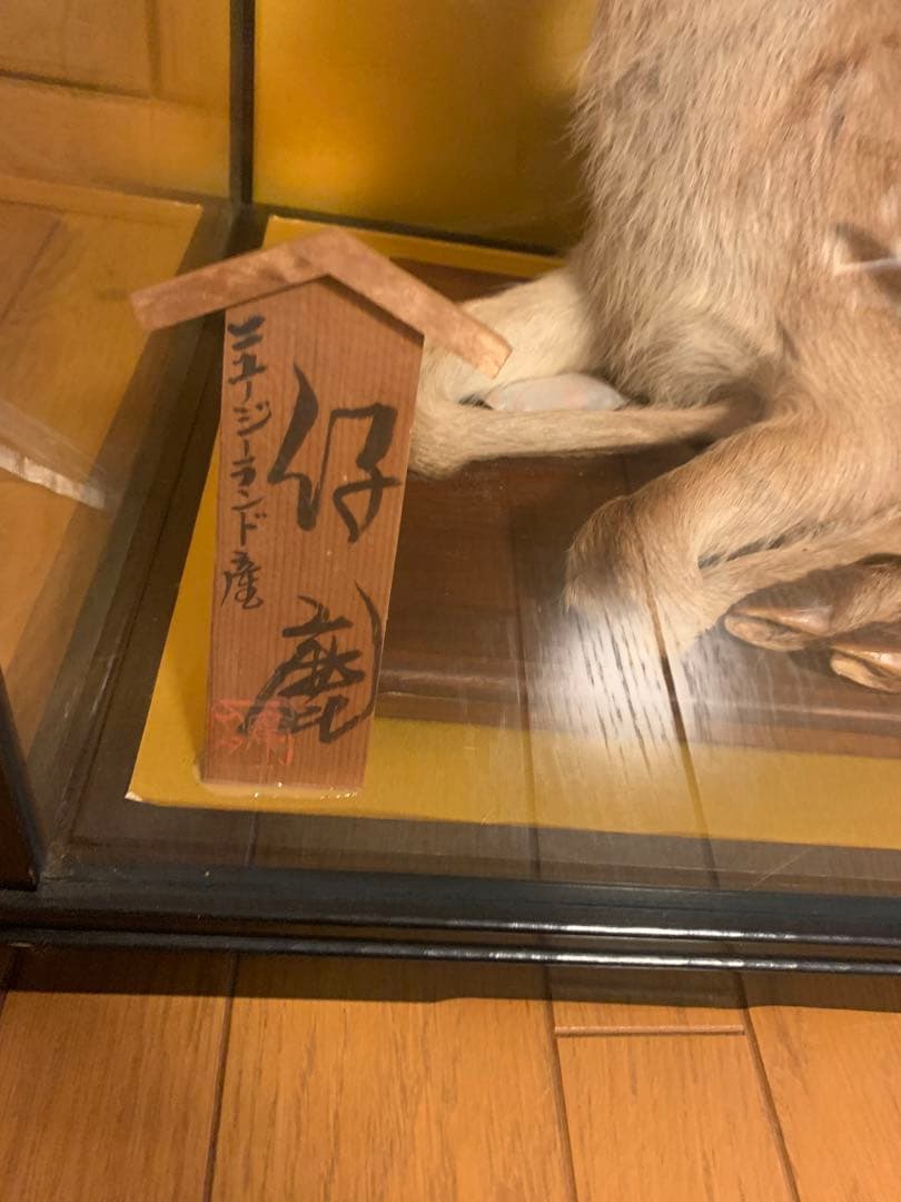 バンビ　仔鹿　剥製