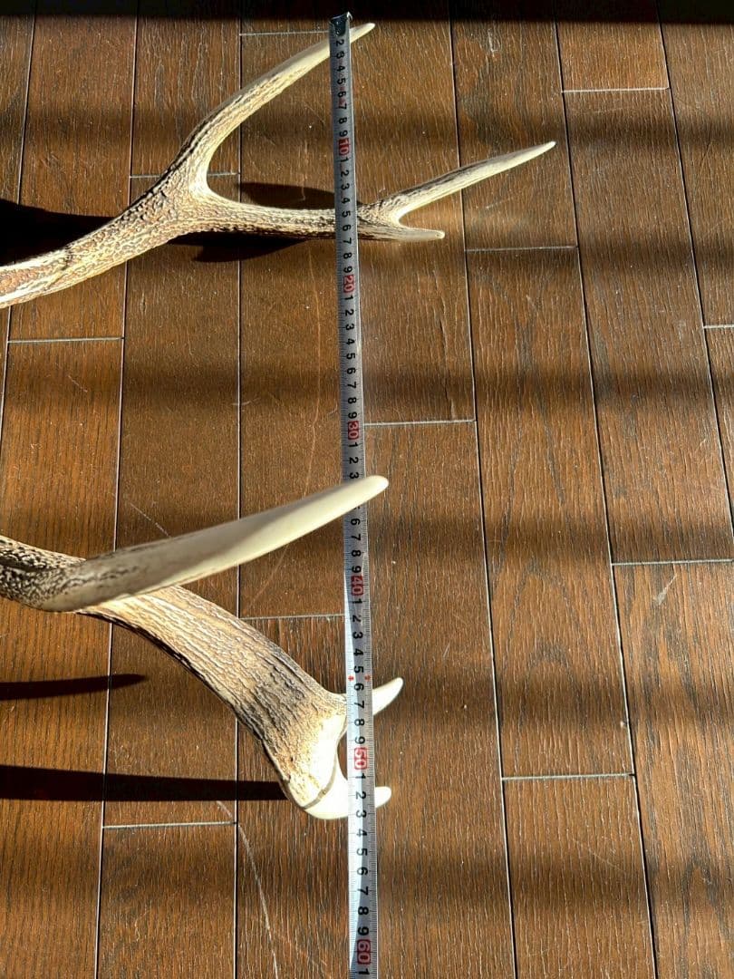 ⑨[特大][1点もの] ハンティングトロフィー　鹿の角　頭蓋骨　日本鹿　スカル