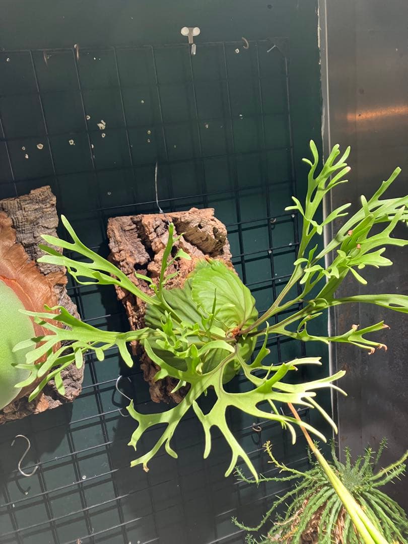 リドレイナノ　撒きビカクシダ