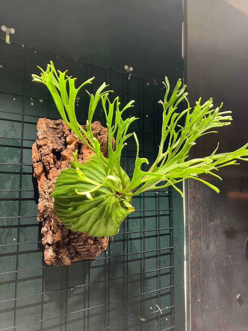 リドレイナノ　撒きビカクシダ