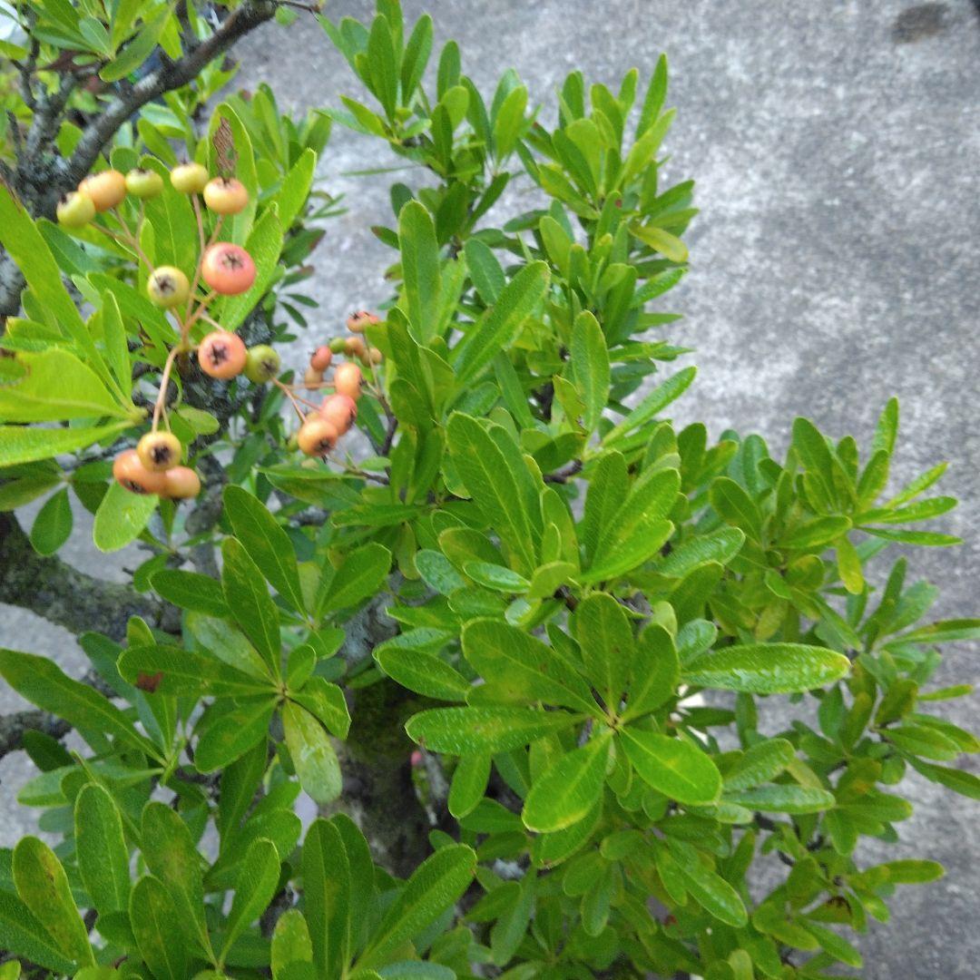 再値下げしました。ピラカンサ大品盆栽　根張り最高