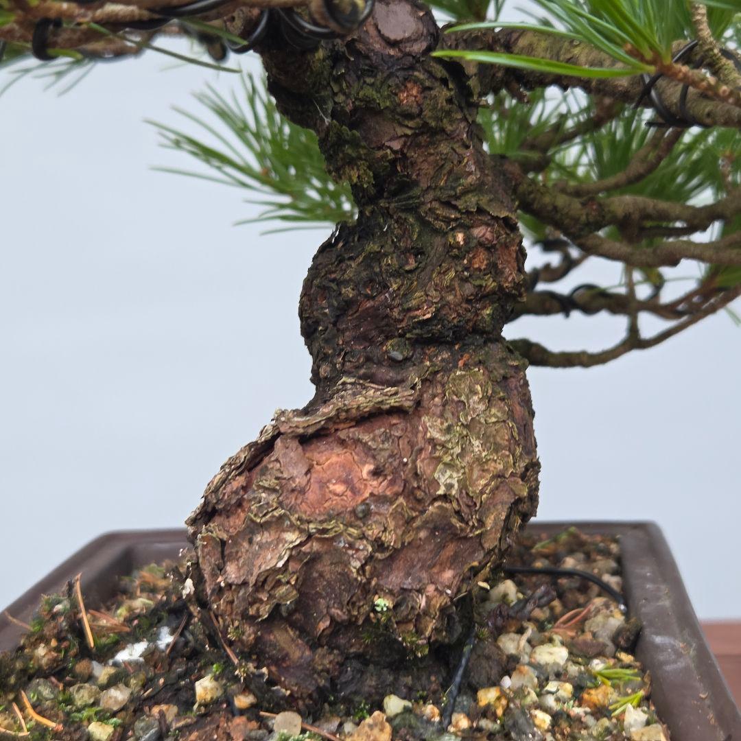五葉松　[模様木]　貴風盆栽