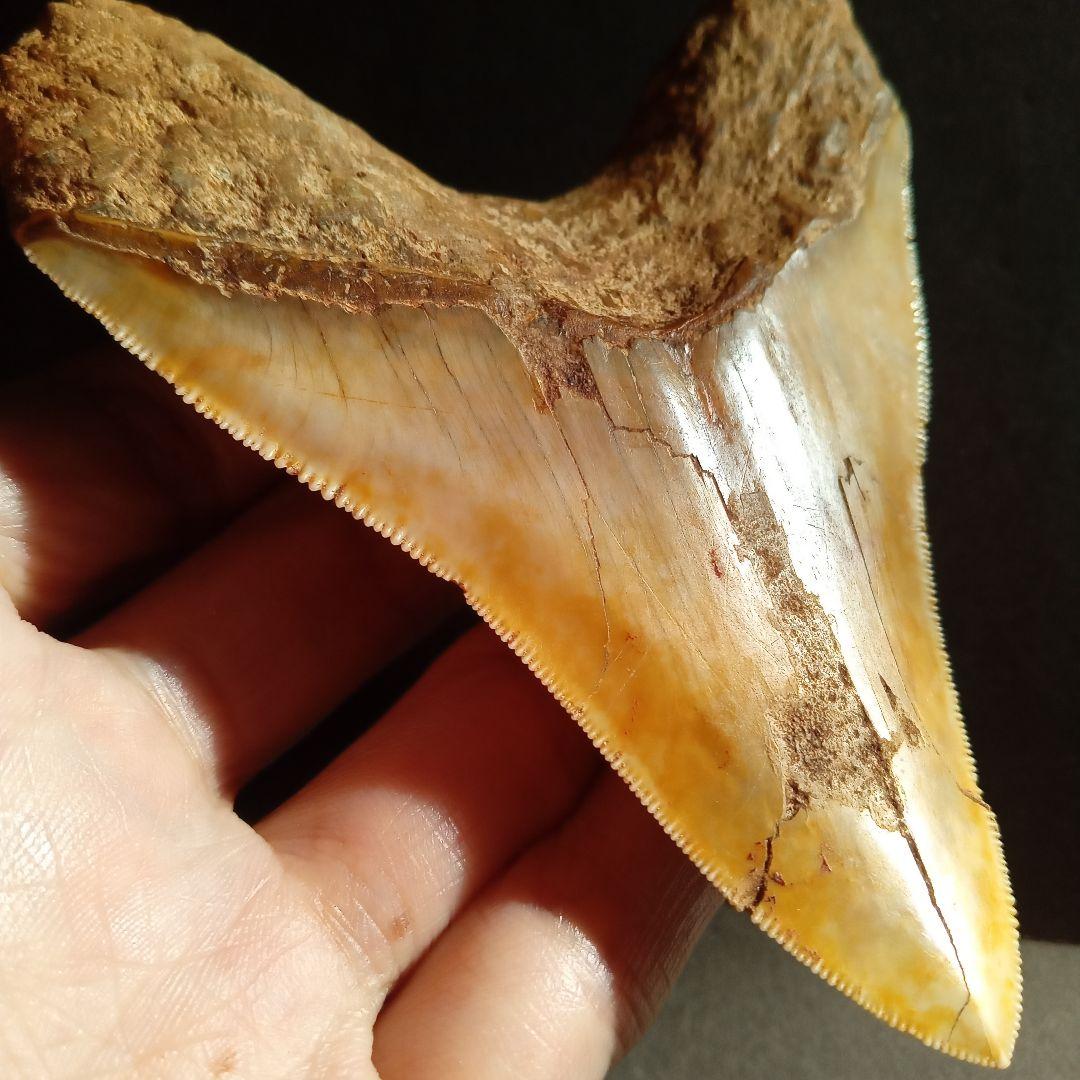 サメの歯　化石標本　メガロドン　イエロー　ナチュラル歯　108mm