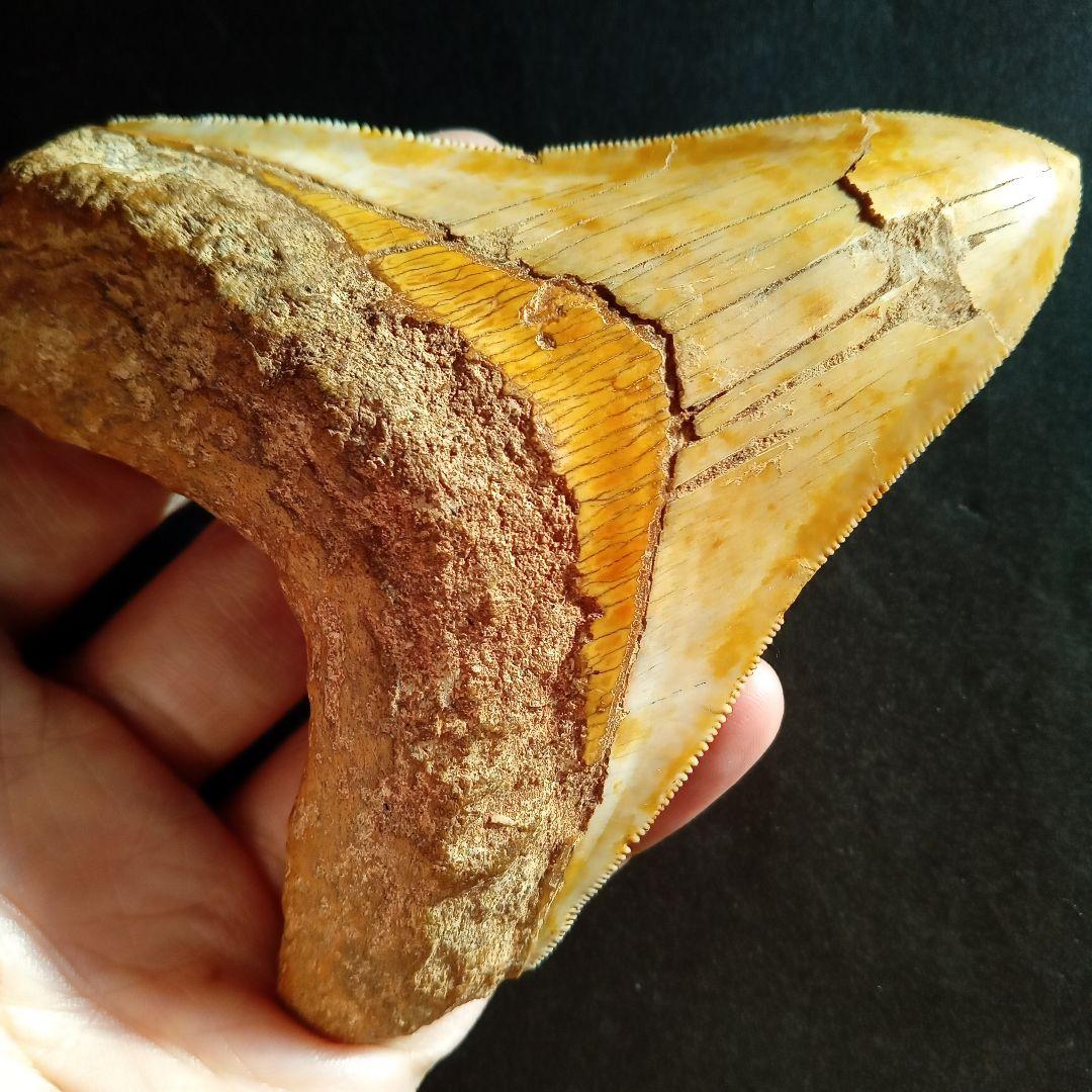 サメの歯　化石標本　メガロドン　イエロー　ナチュラル歯　108mm
